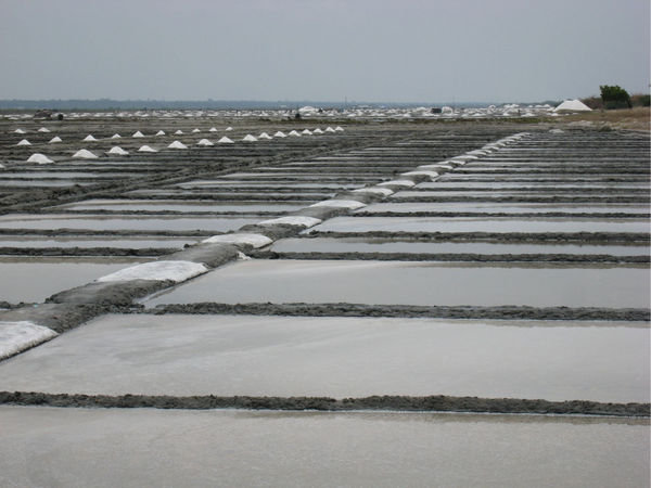 Salt fields