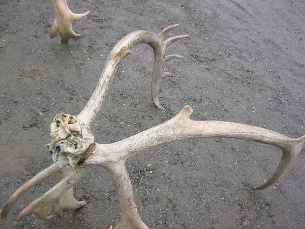 Lost antlers