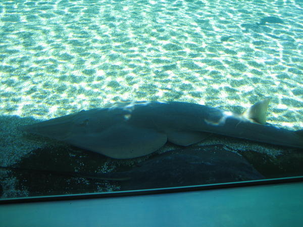 Giant Shovelnose Ray and a Stingray