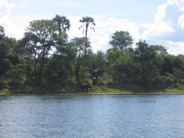Elephants on the banks of the Zambezi