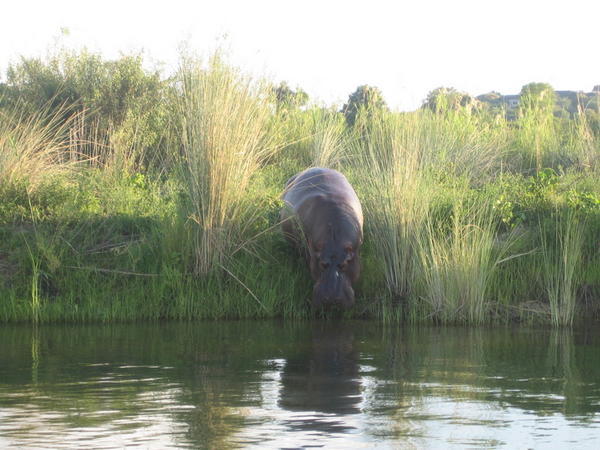 A hippo walking into the river