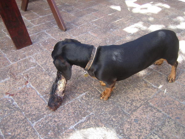The doggie at the guest house stealing our biltong!