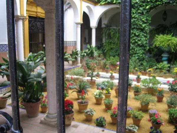 Potplants inside someones courtyard in Seville
