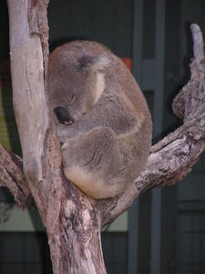 Koala Snoozing