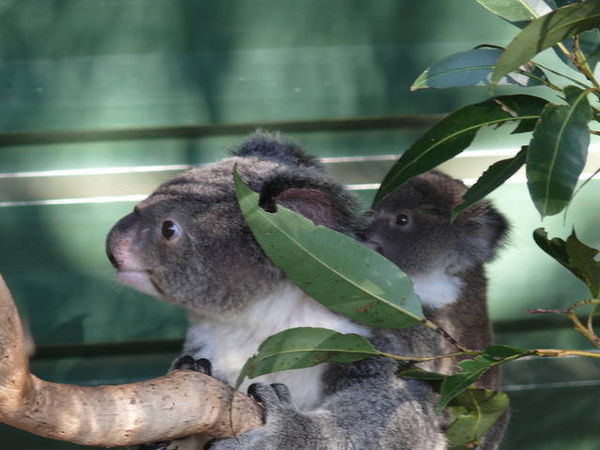 The Cutest Koalas ever