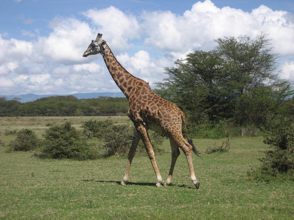 Lake Naivasha - Wild Masai Giraffe