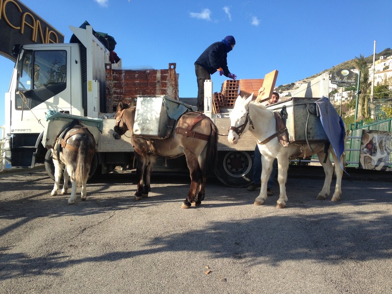 Wonder donkey labourers