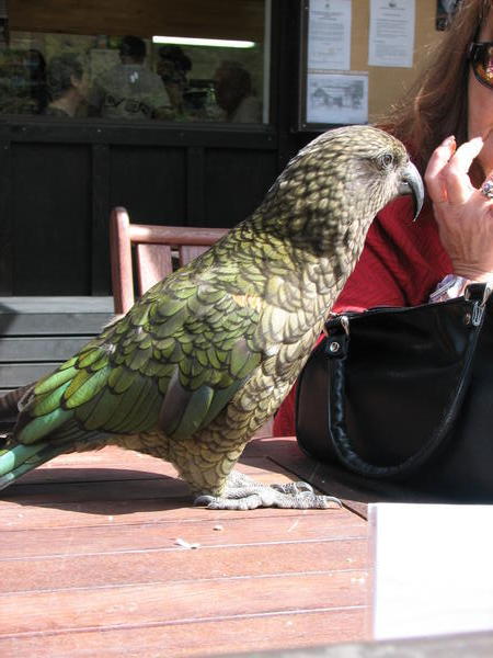 One of the natives - A Kea