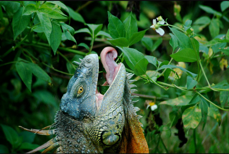 Un iguane vert qui mange son repas préfère! 