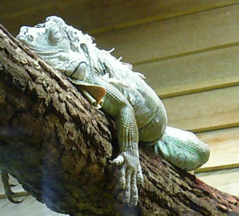 Un iguane vert au repos sur une branche!