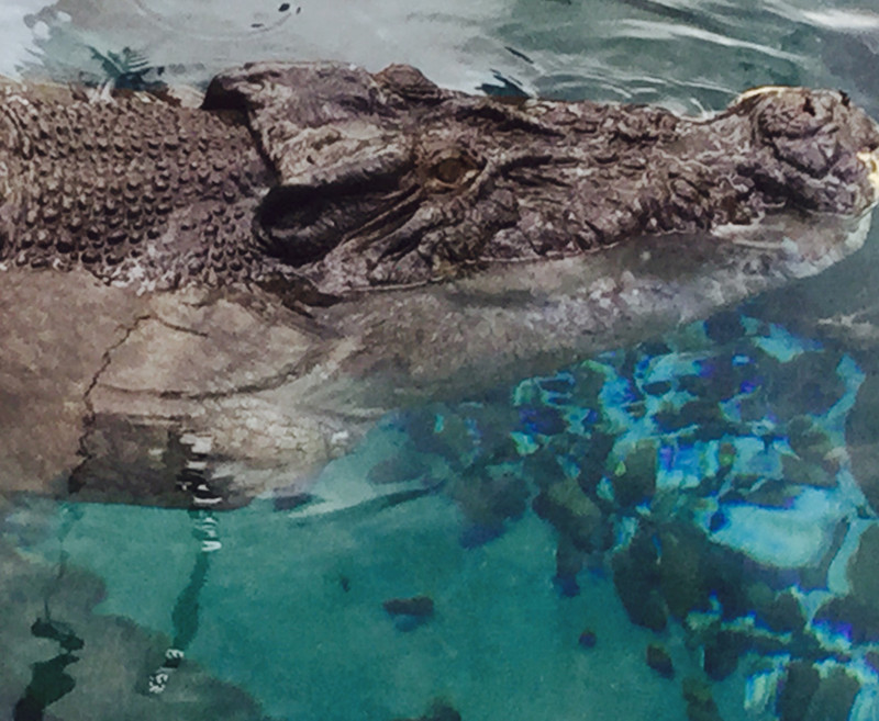 Le crocodile d'eau salée! 