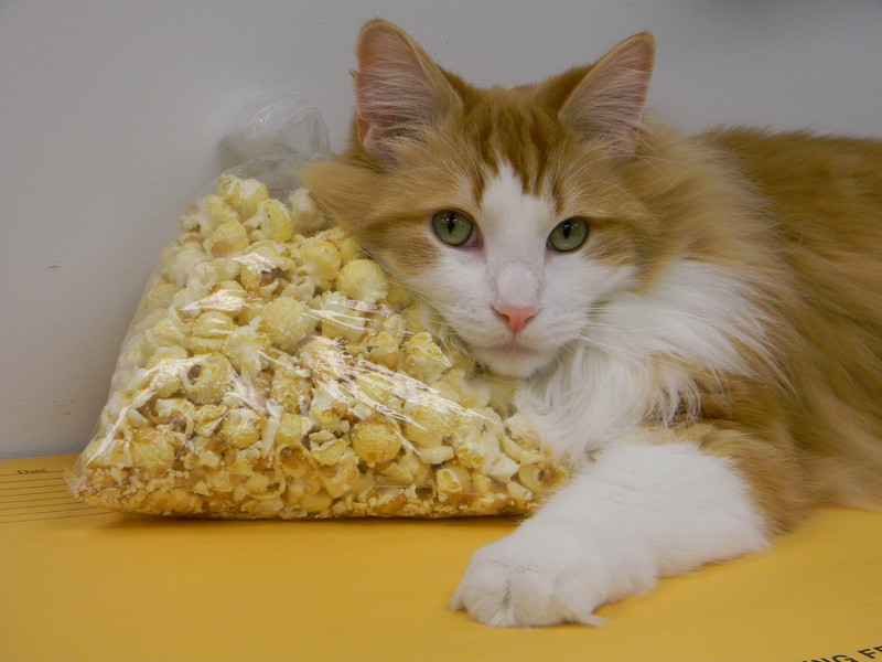Harvey guarding the popcorn