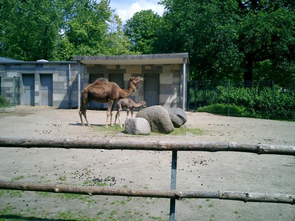 Jankiest Camels Ever