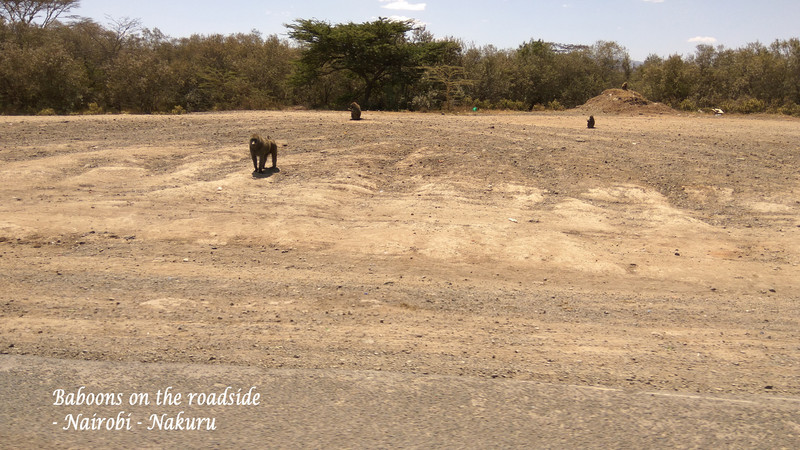 Baboons are often visitors by the highway