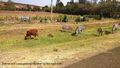 Cows and zebras grazing together by the roadside