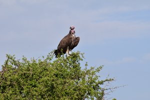 A vulture!