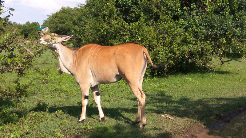 Spotted the eland