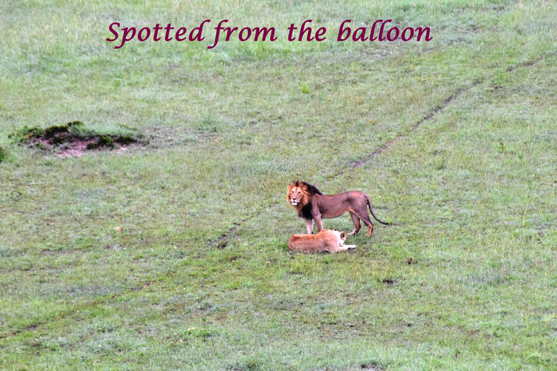We spotted them from the balloon