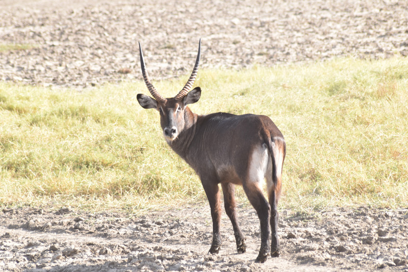An impala giving a suspecting look
