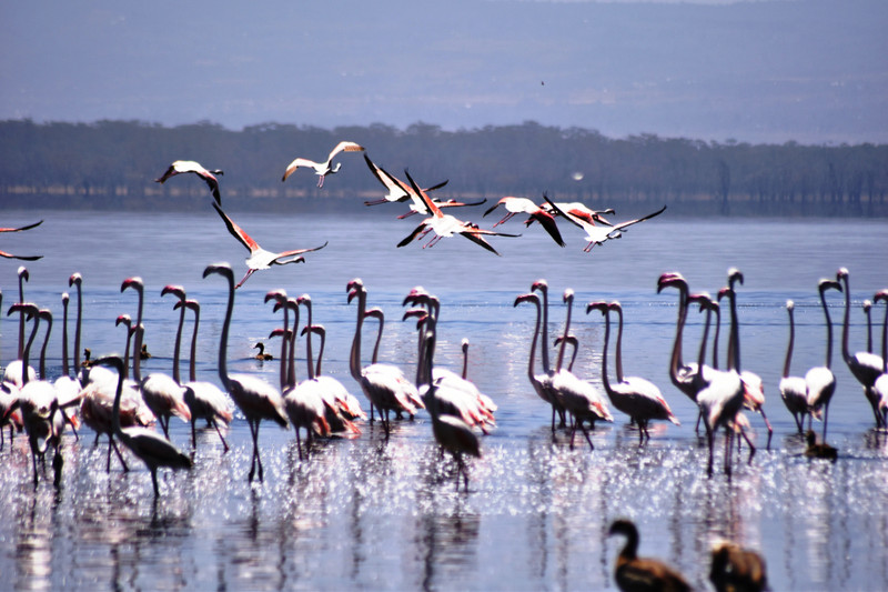 The elegant flamingos!