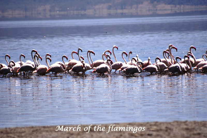 March of the flamingos