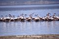 March of the flamingos