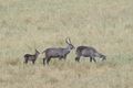 Poor waterbucks - ran away when the elephants arrived