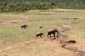 The herd of elephant at the waterhole