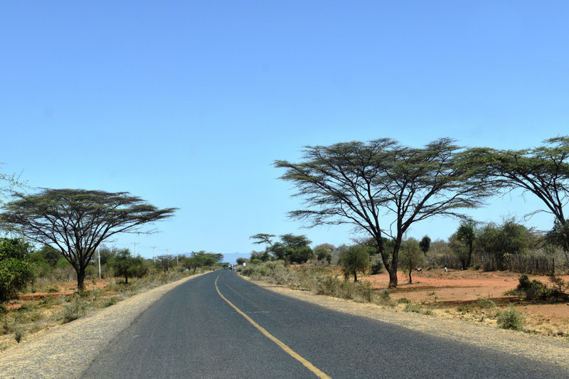 I have fallen in love with the Acacia trees