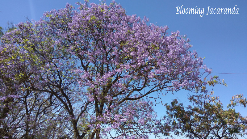 The blooming Jacaranda