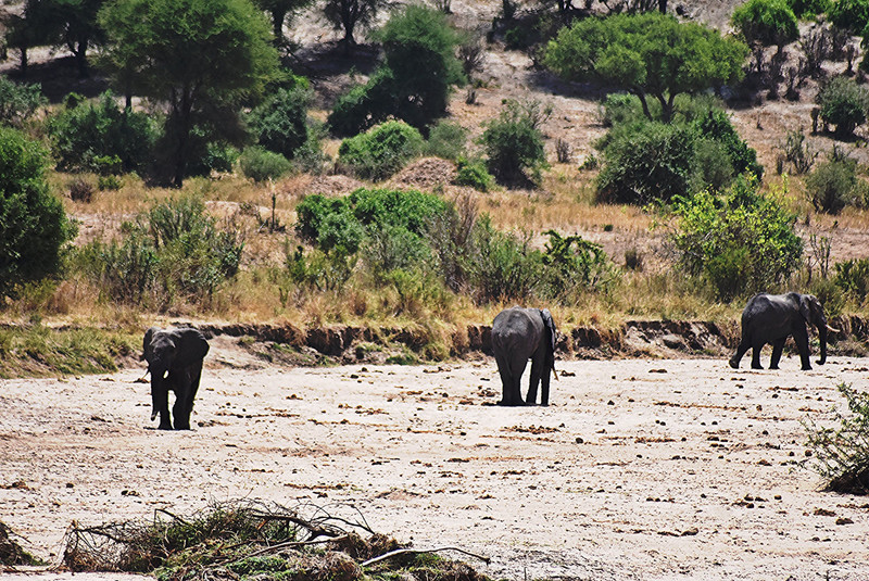 Elephants crossing the dry river bed in Tarangire