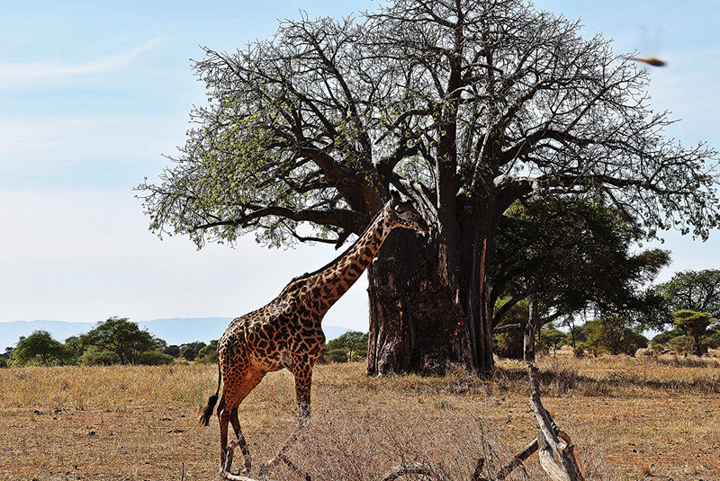 Flirting with a baobab tree