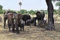 Elephants taking shelter from the hot African sun