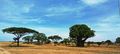 My favourite trees in Africa - Acacia and Baobab