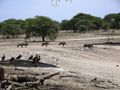Wild boars crossing the dry river bed