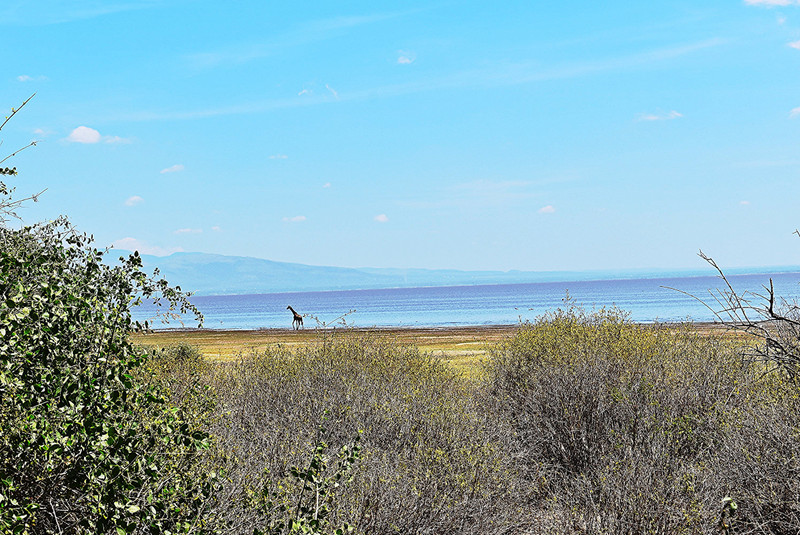 A lone giraffespotted near the Lake Manyara