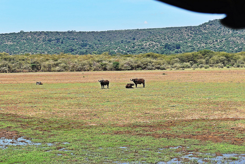 Atare buffalos in the swamp