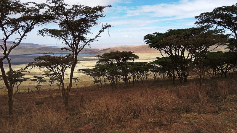 Landsacpe lined with acacia trees