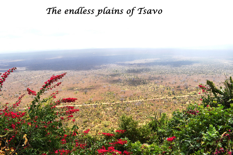 Endless plains of Tsavo