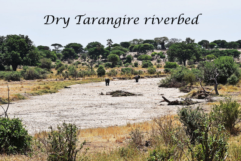 Tarangire River bed is dry