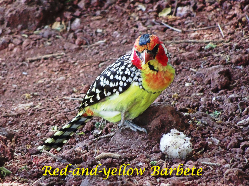 Red-and-yellow Barbete