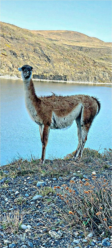 A curious look from Guanaco