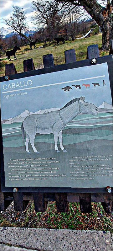Caballo - an extict horse family related species