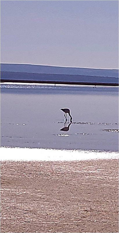 A lone flamingo in Altacama salt plain