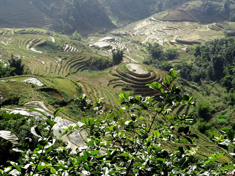 Terrace rice fields of Sapa