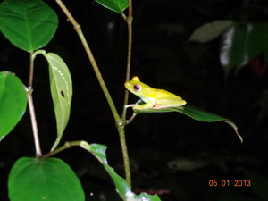 Poisonous frog in swamp at night, Tortuguero