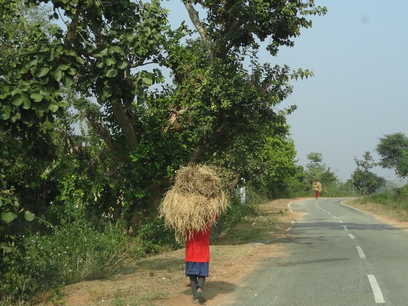 A Santal woman with a bunch of straw