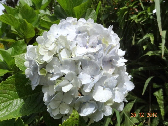 Hydrangea in Trapp family garden