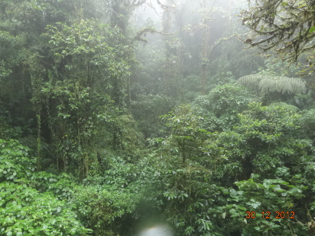 Flora in the rain forest