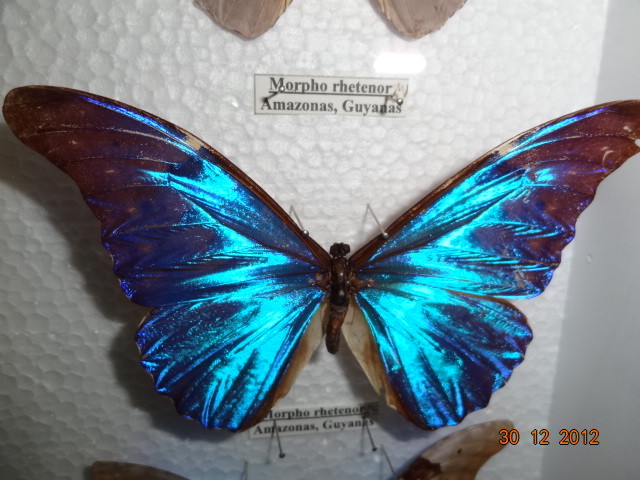 A butterfly for display